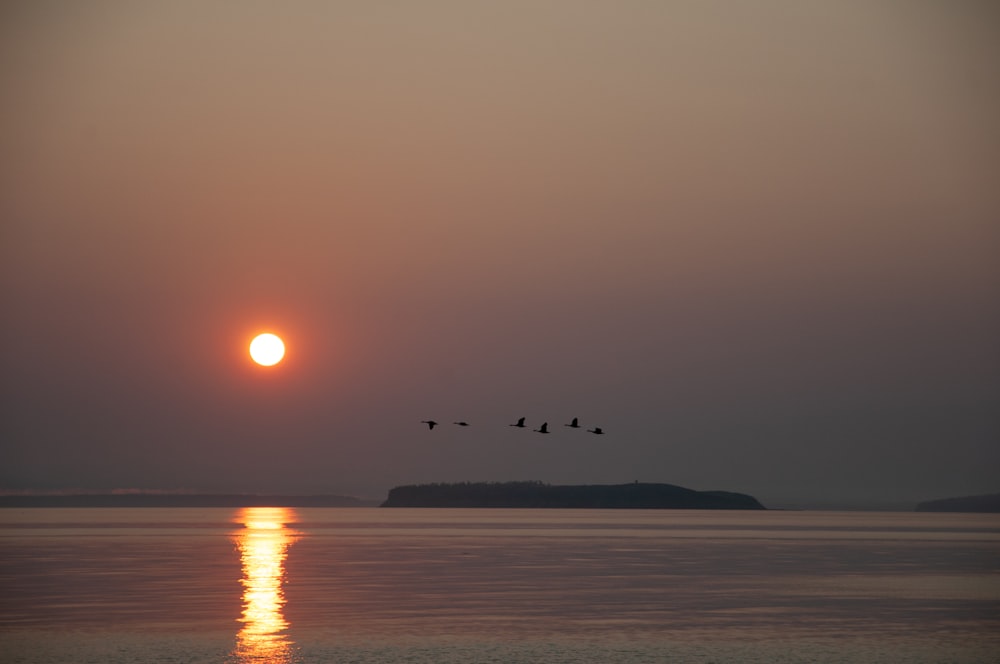 silhouette of birds flying over the sea during sunset