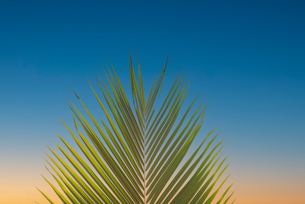 green palm tree under blue sky during daytime