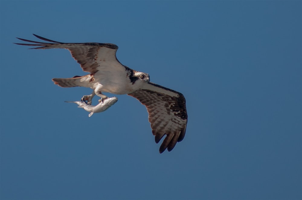 weißer und schwarzer Vogel, der tagsüber unter blauem Himmel fliegt