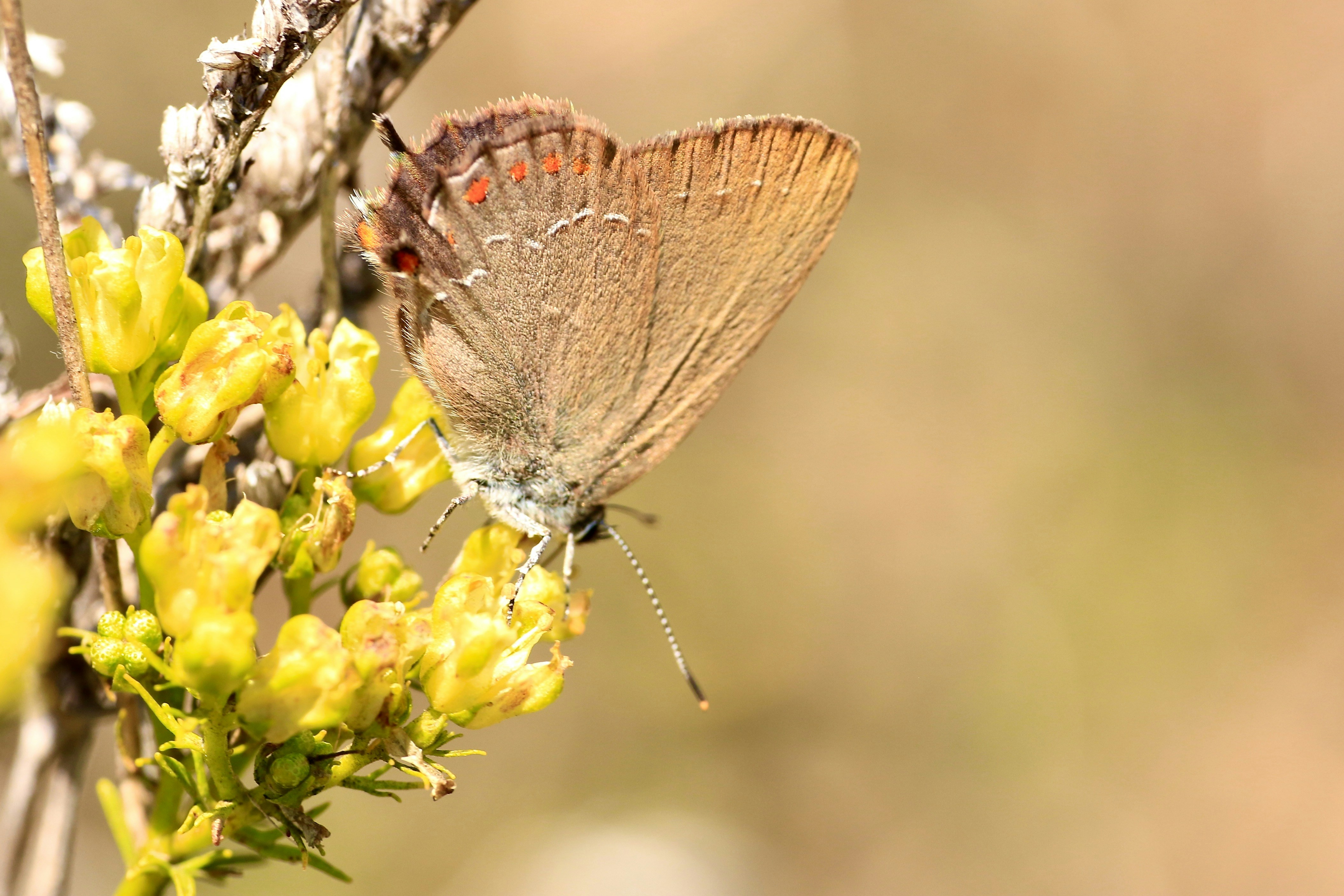 Brown and gray butterfly perched on yellow flower in close up