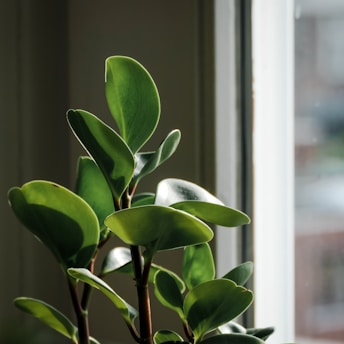 A close-up of vibrant green leaves on a houseplant with sunlight streaming through a nearby window, casting soft shadows.