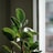 A close-up photo of a vibrant green kokedama hanging by a window with sunlight filtering through.