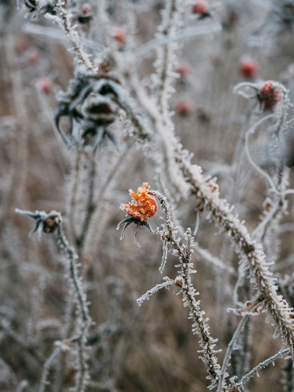 orange flower on gray tree branch