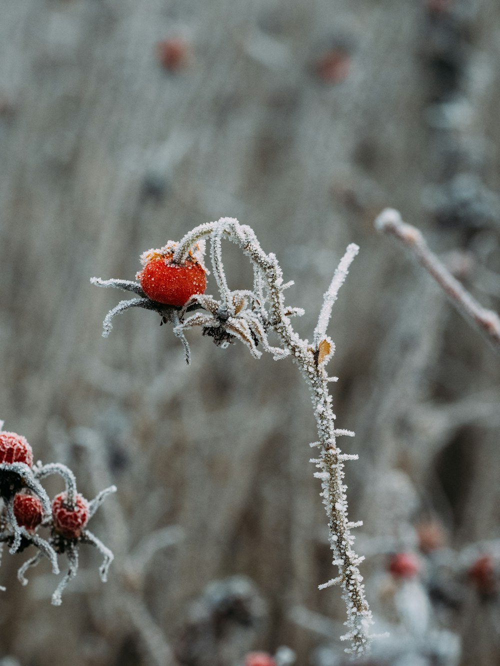 rote runde Früchte am braunen Ast