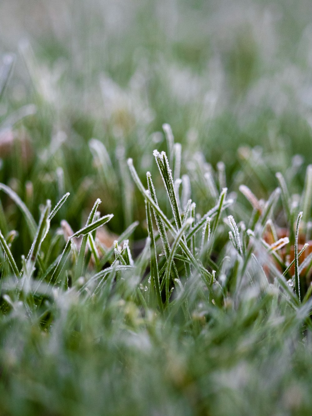 green grass in close up photography