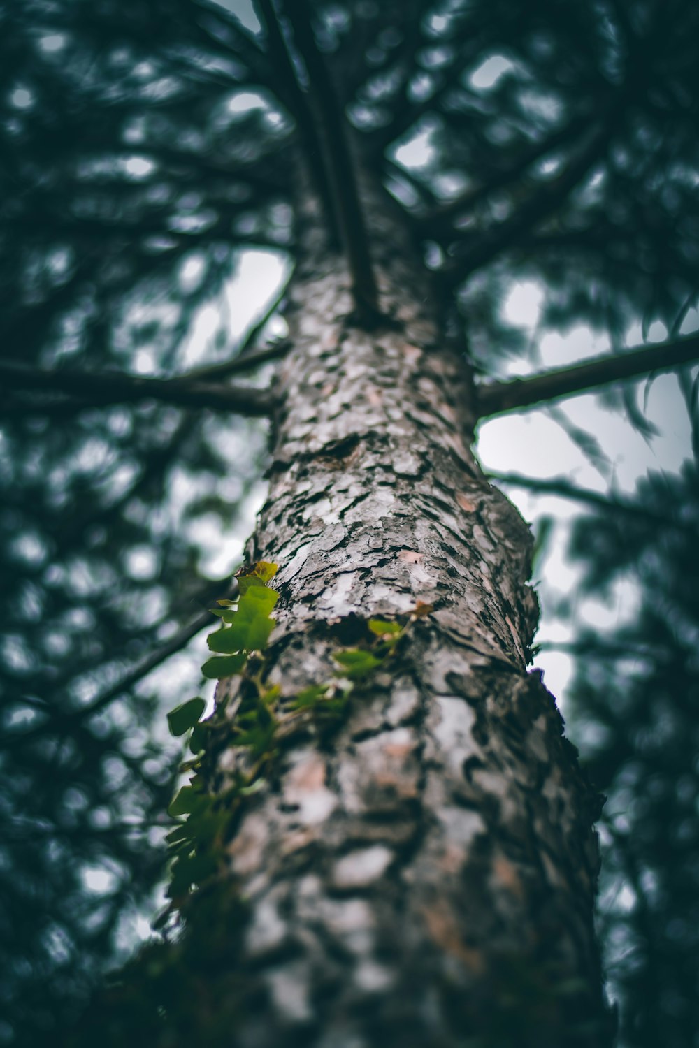 green moss on brown tree