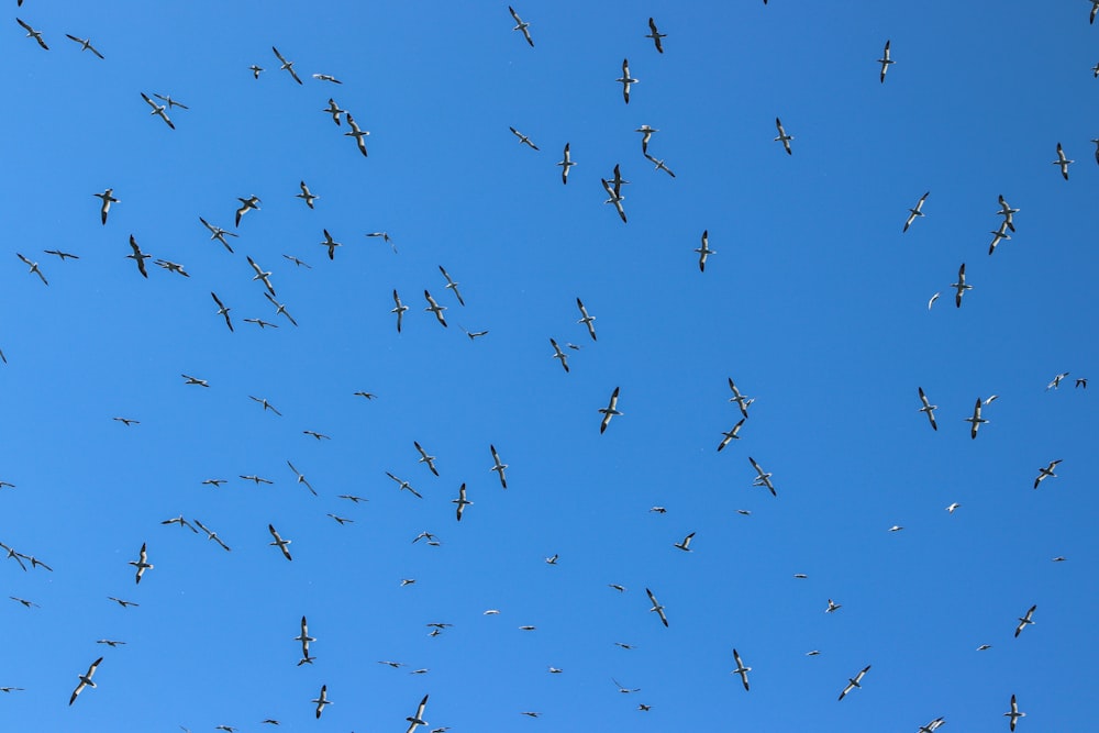 flock of birds flying under blue sky during daytime