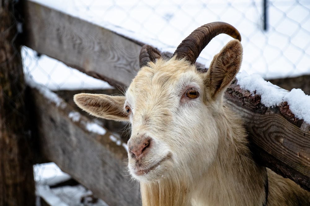 white goat in tilt shift lens