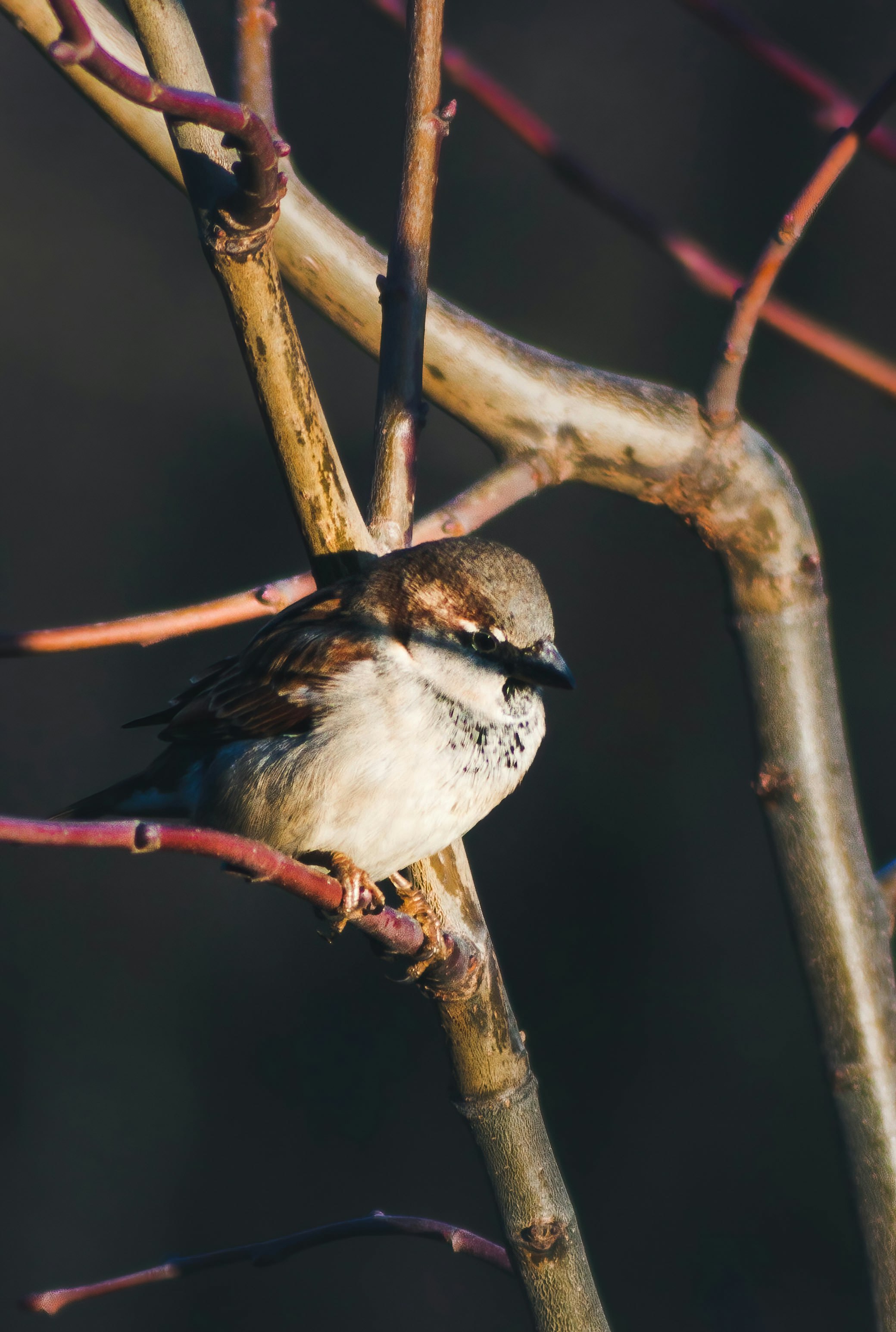 white and black bird on brown tree branch