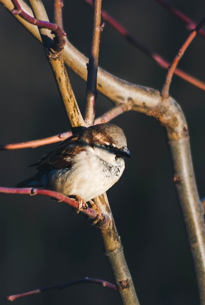 white and black bird on brown tree branch