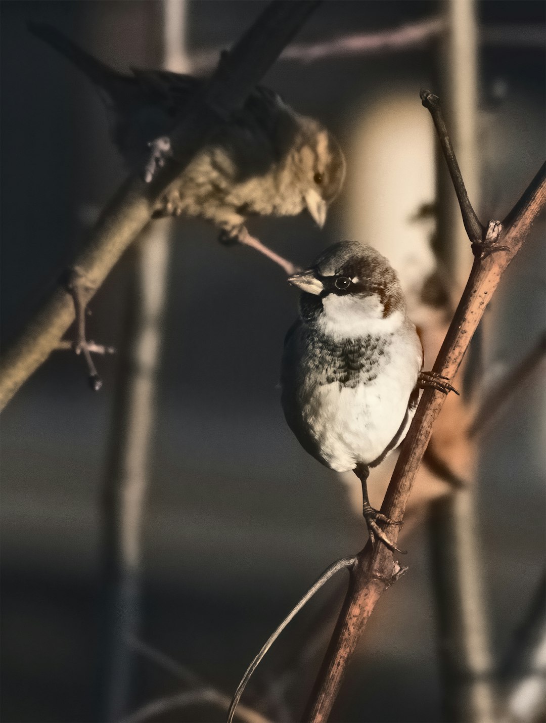 white and black bird on brown tree branch