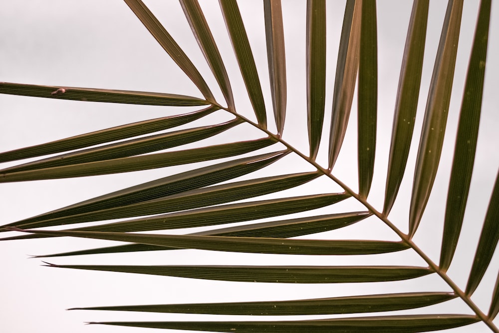 green palm tree under white sky