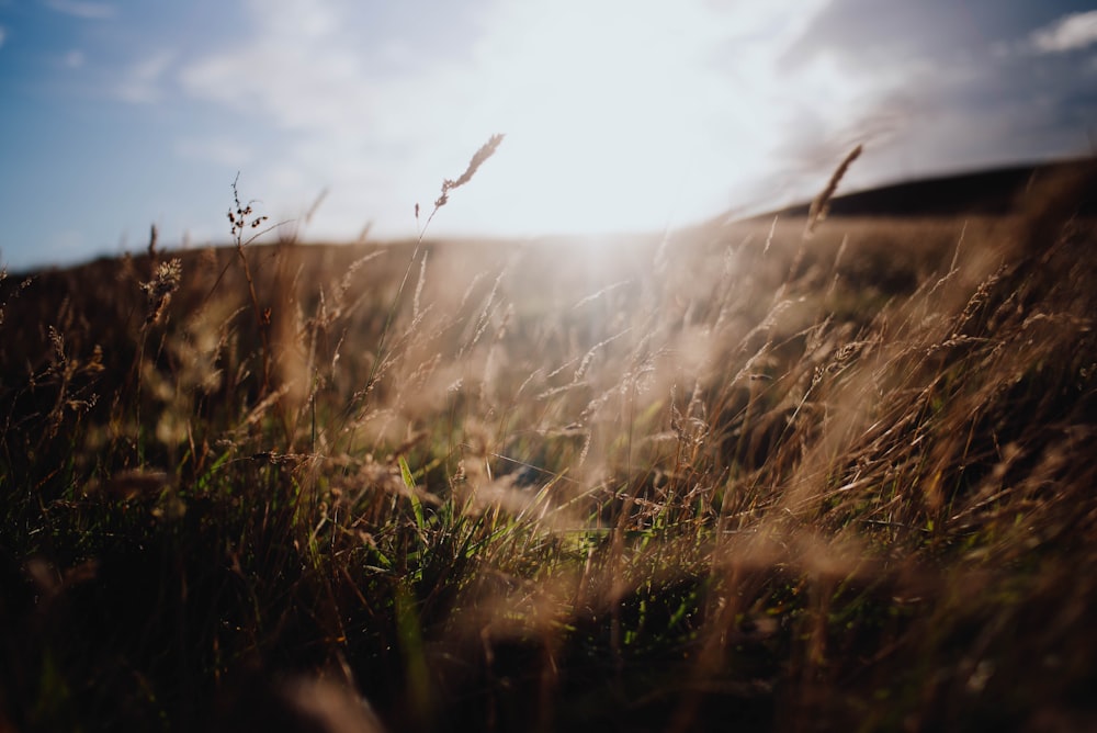 green grass field under white clouds during daytime