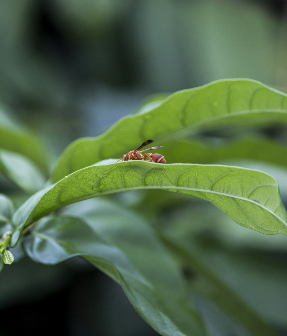 red ladybug on green leaf during daytime