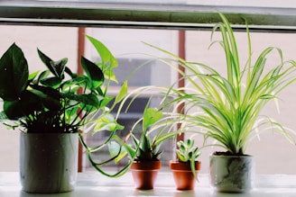 Close-up of small potted plants arranged neatly on a sunny windowsill.