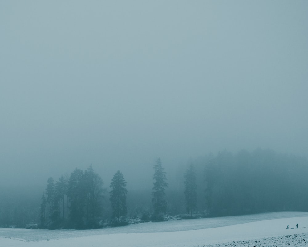 green pine trees on snow covered ground