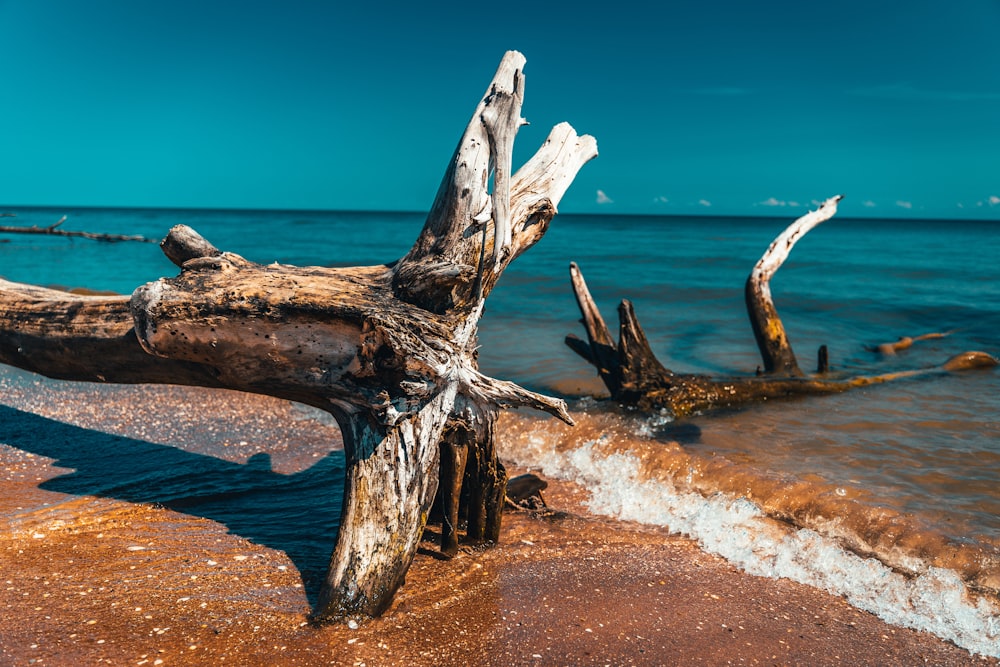 brown wood log on beach during daytime