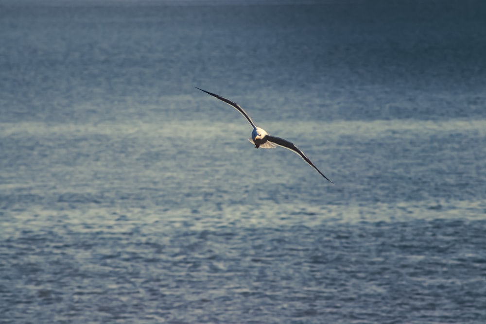 black and white bird flying over the sea during daytime