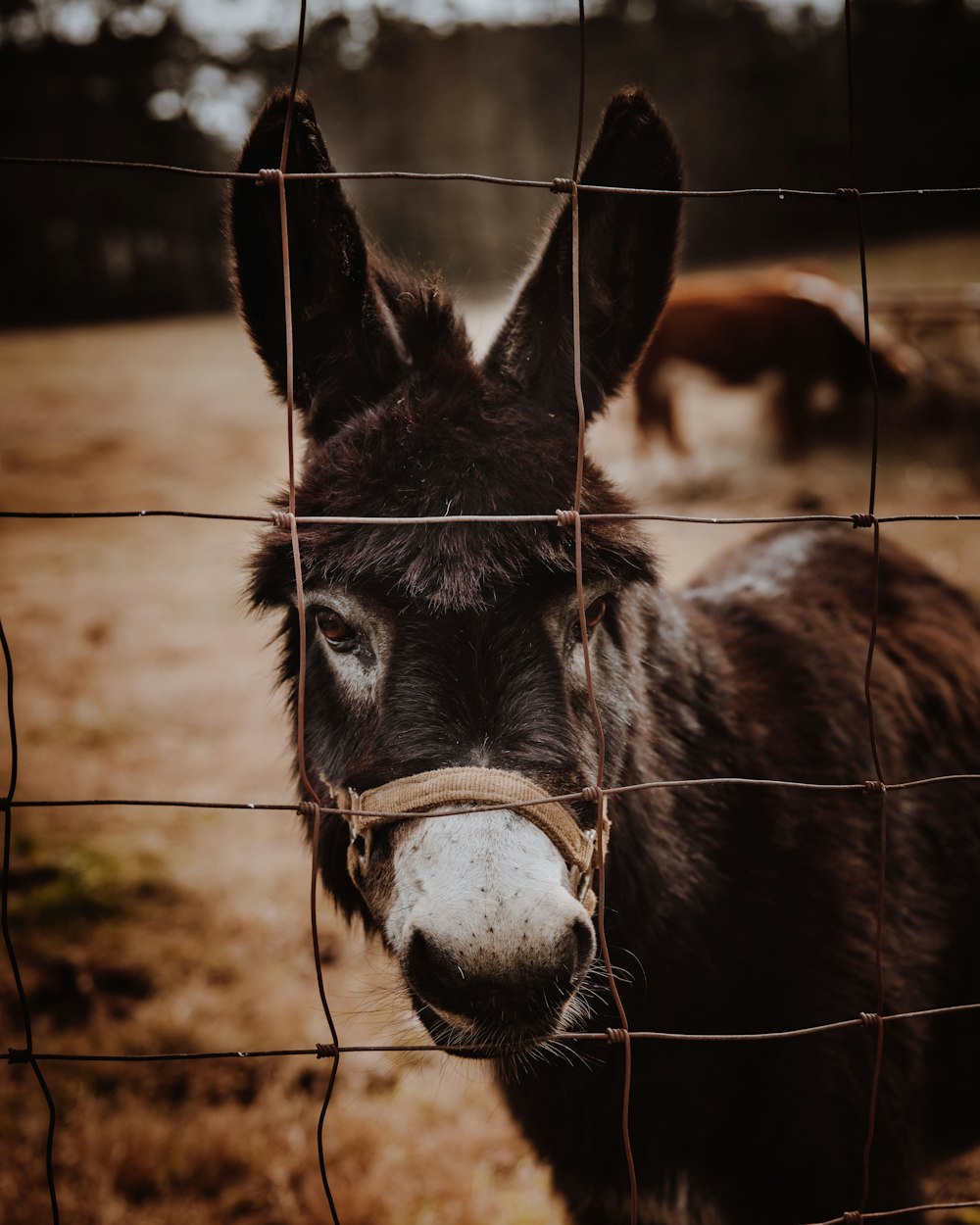 black donkey standing on brown soil during daytime