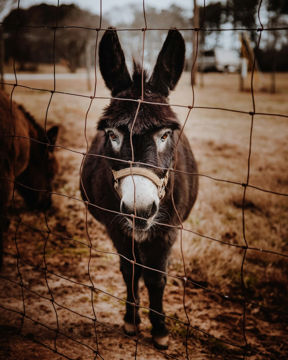 black and white horse in cage