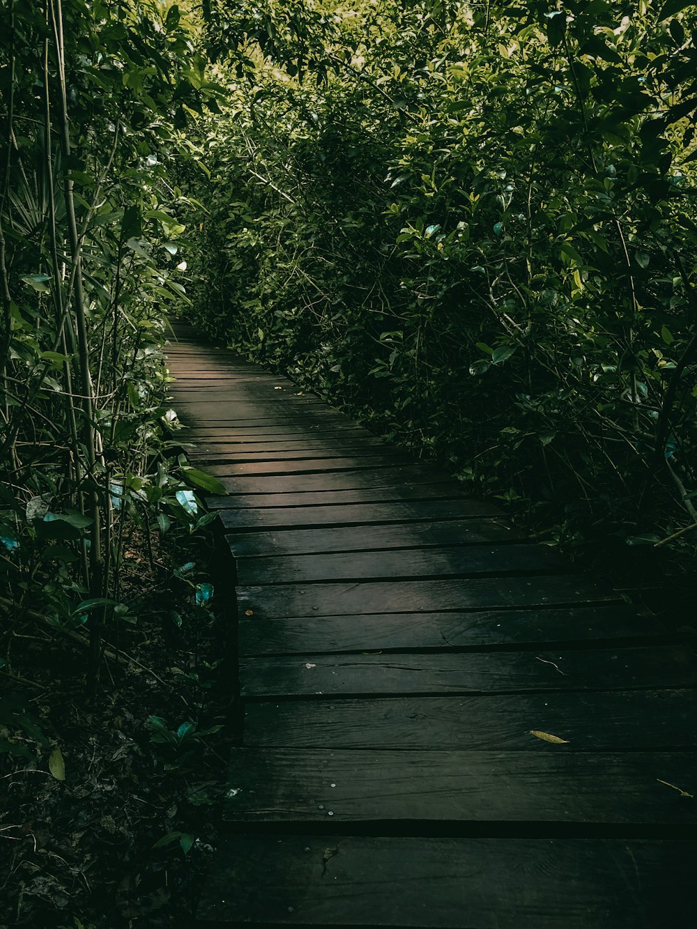 brown wooden bridge in the middle of green plants