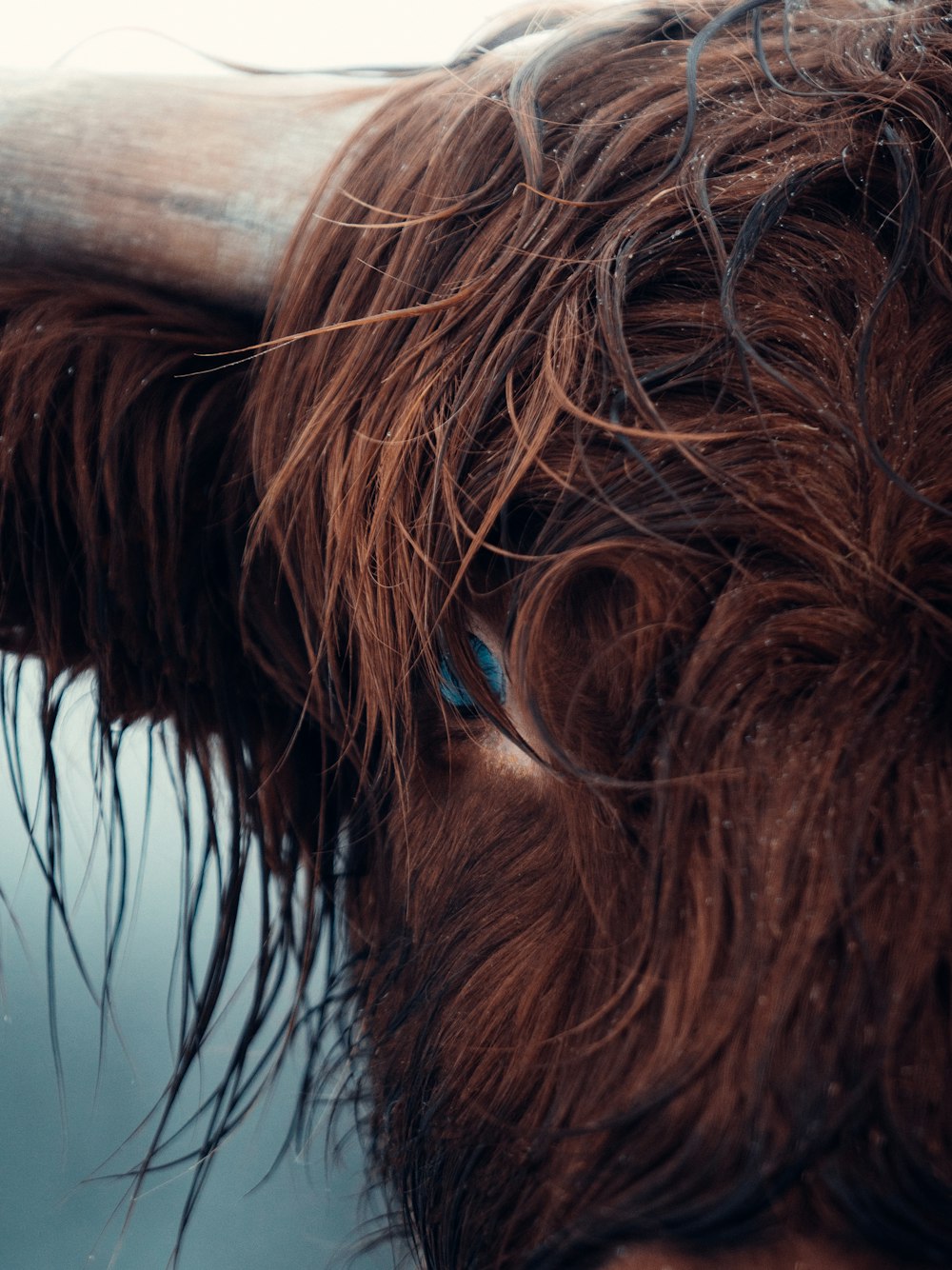 brown animal with blue eyes