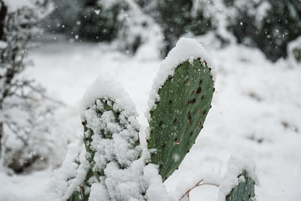 green plant covered with snow