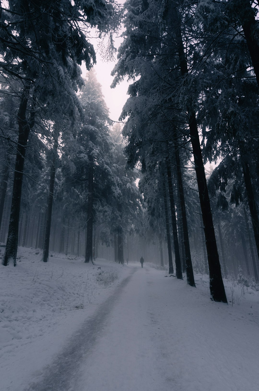 snow covered road between trees