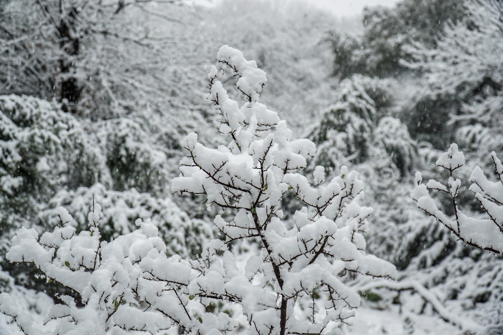 white snow on tree branch during daytime