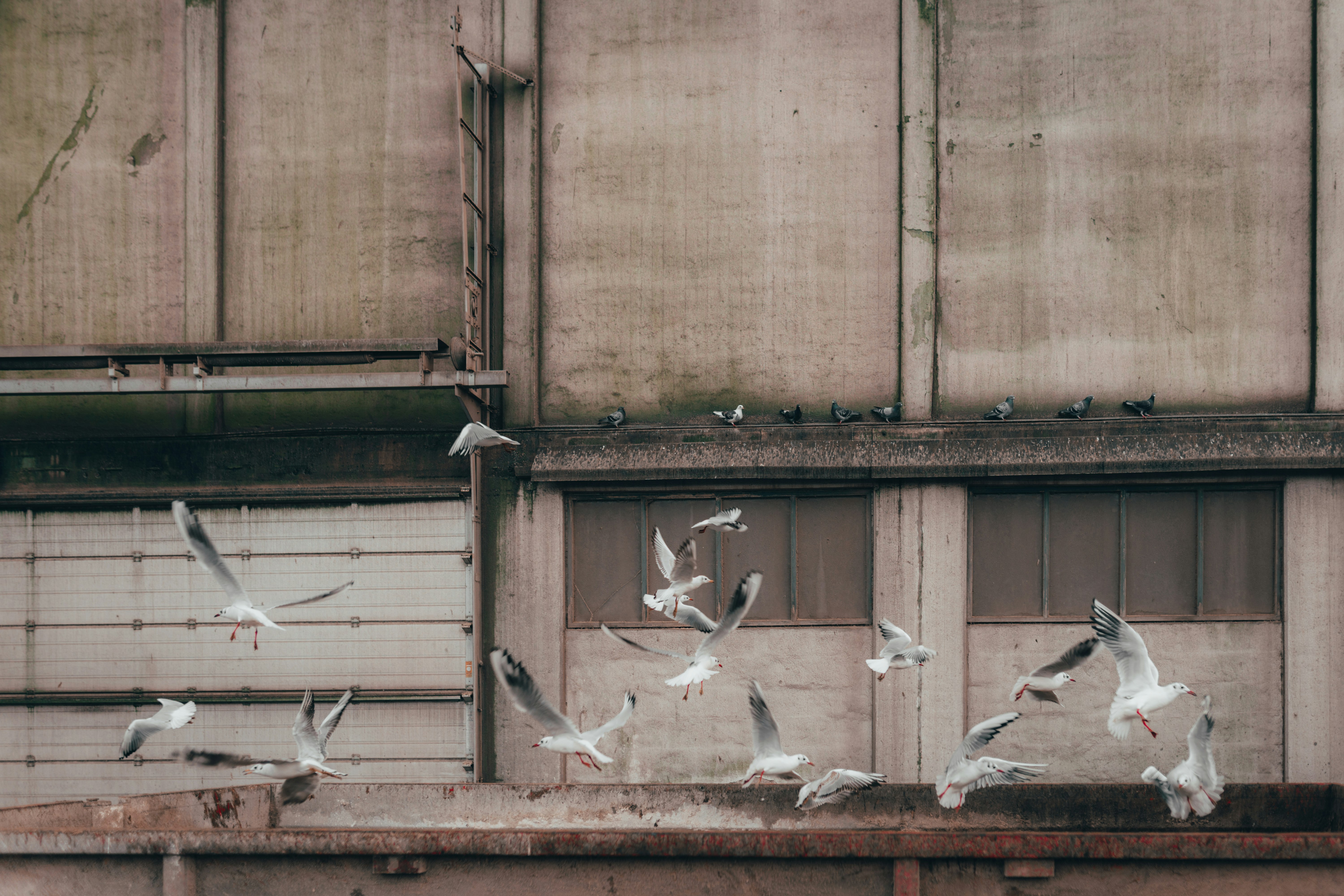 white birds on brown wooden wall