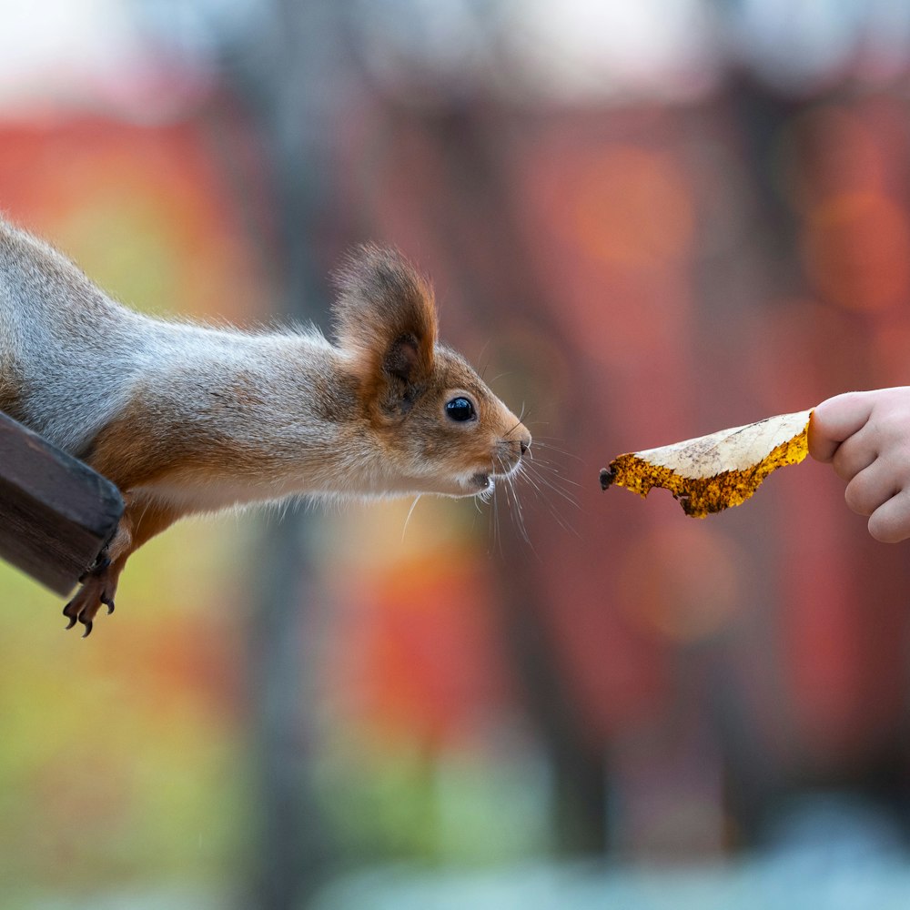 昼間にトウモロコシを食べる茶色のリス