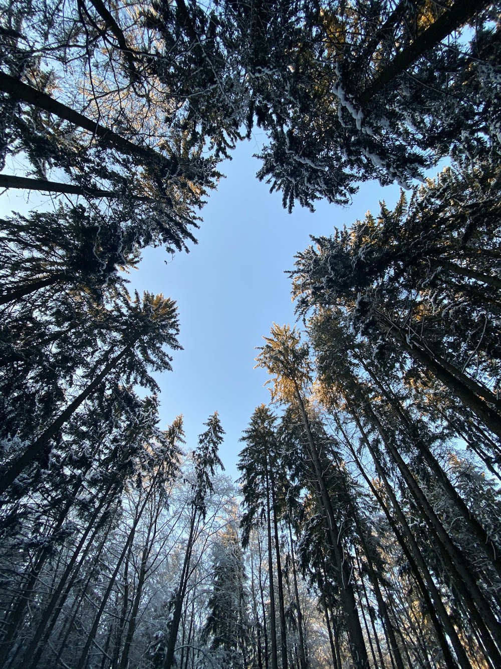 Fotografia dal basso degli alberi durante il giorno