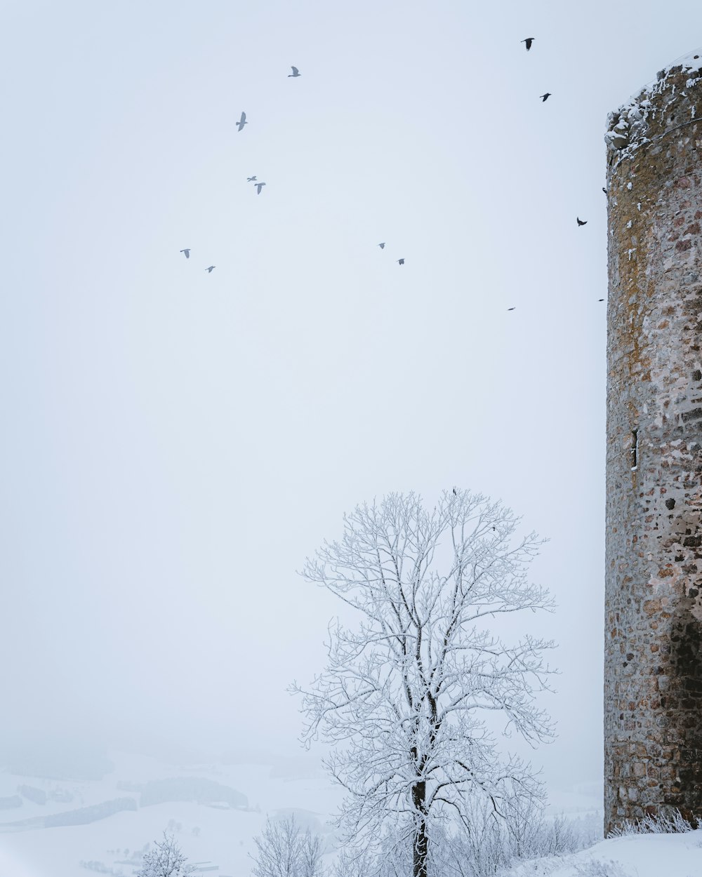 bare trees under white sky during daytime