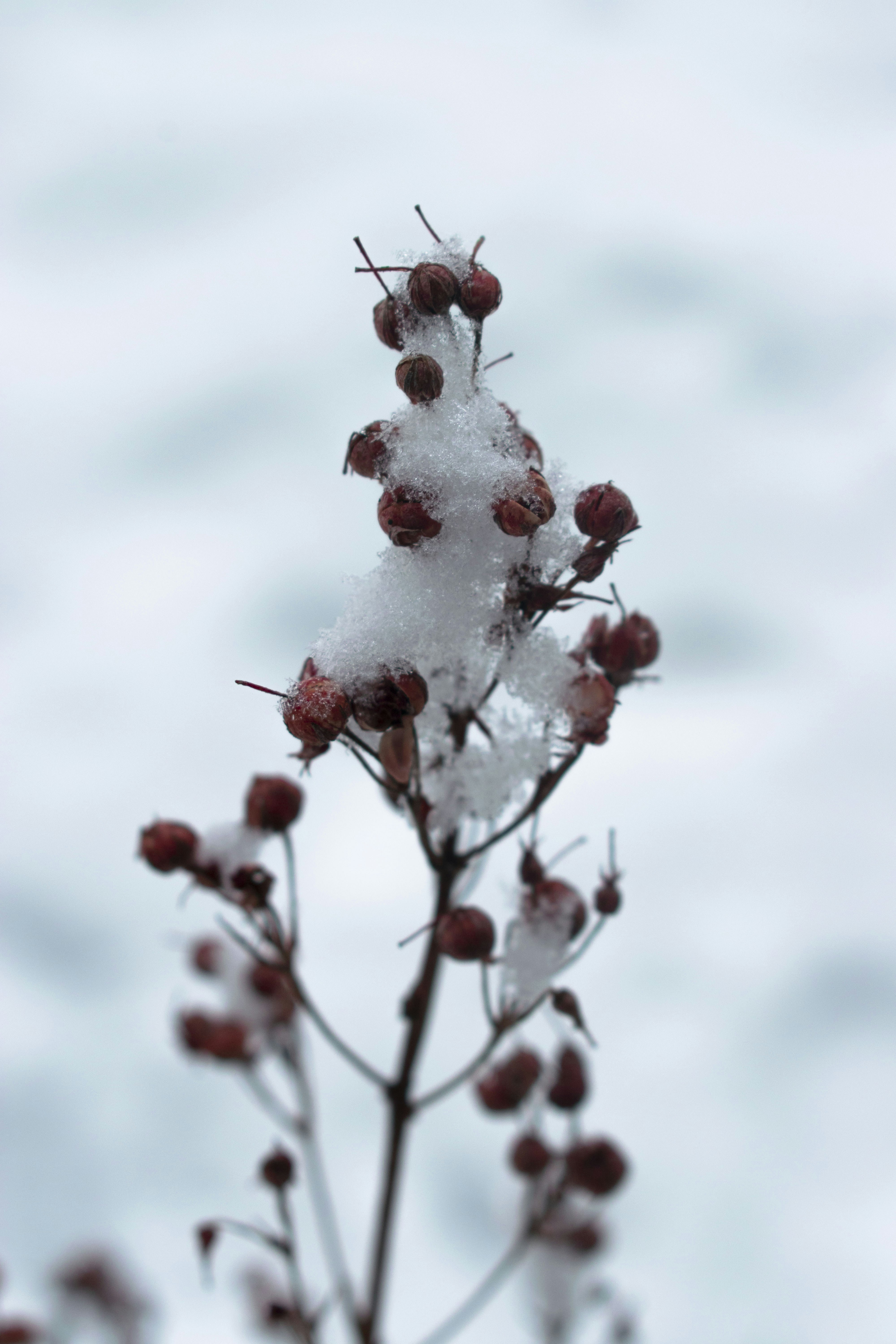 Winter Herbs & Remedies