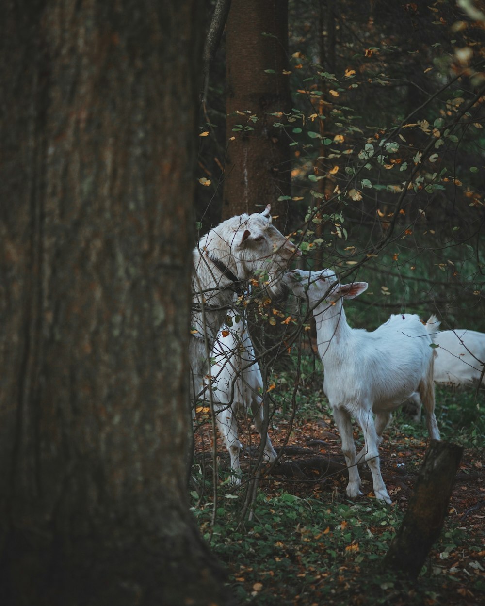 Caballo blanco en tronco de árbol marrón durante el día