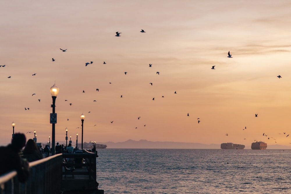 Silueta de pájaros volando sobre el mar durante la puesta del sol