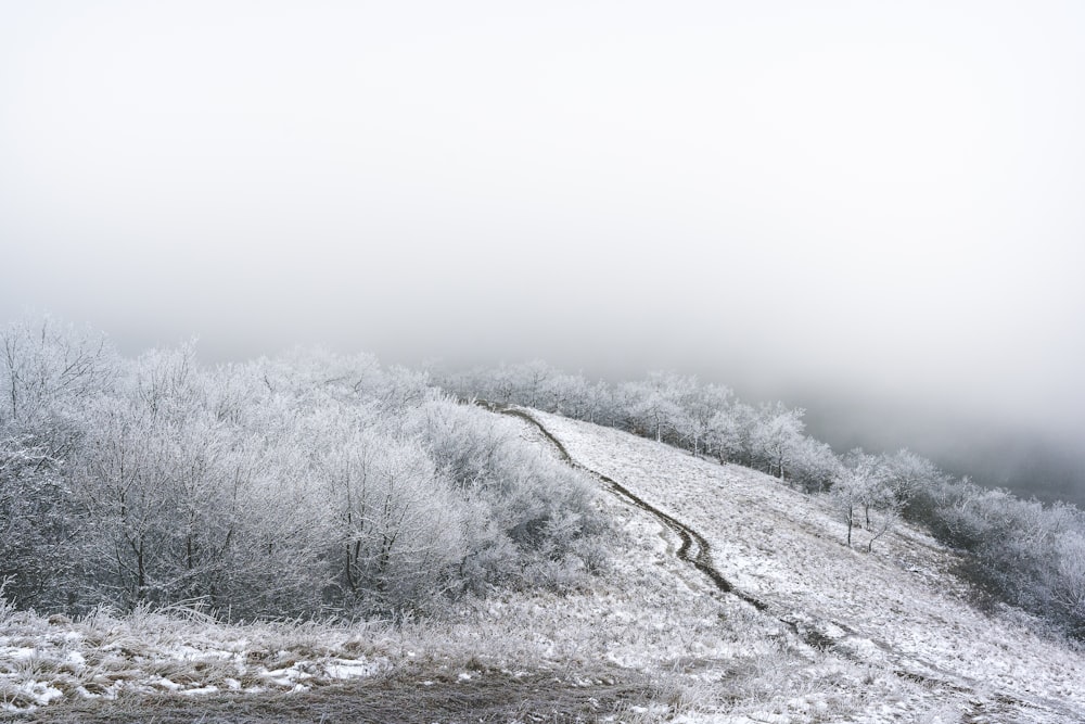 snow covered bare trees under white sky during daytime