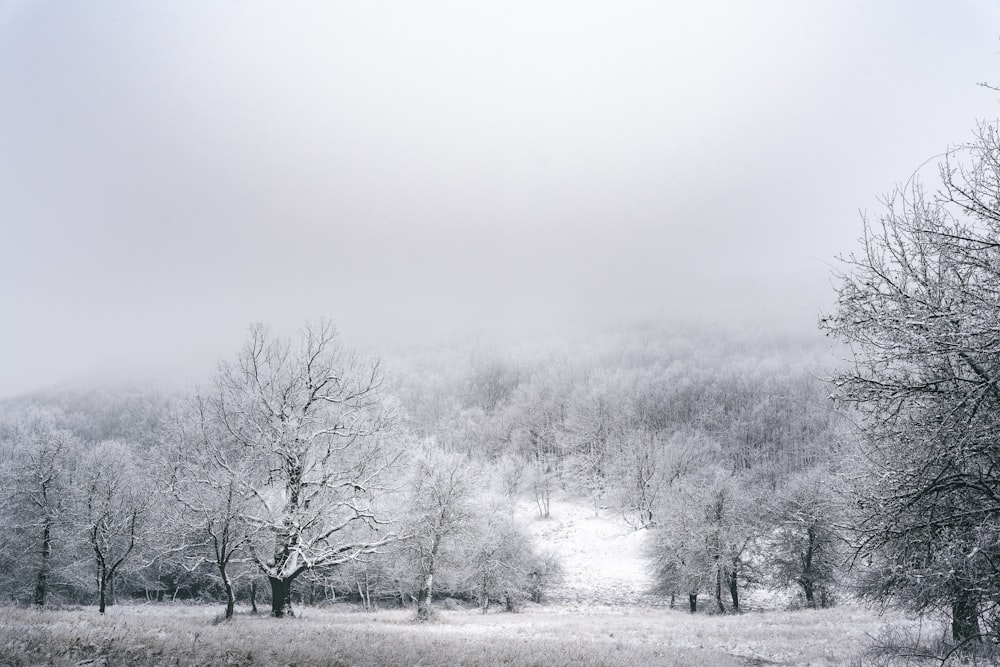 leafless trees on snow covered ground