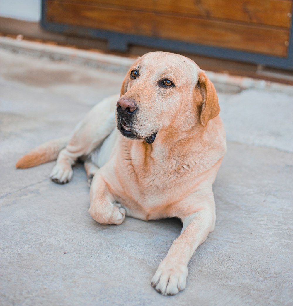 yellow labrador retriever lying on floor