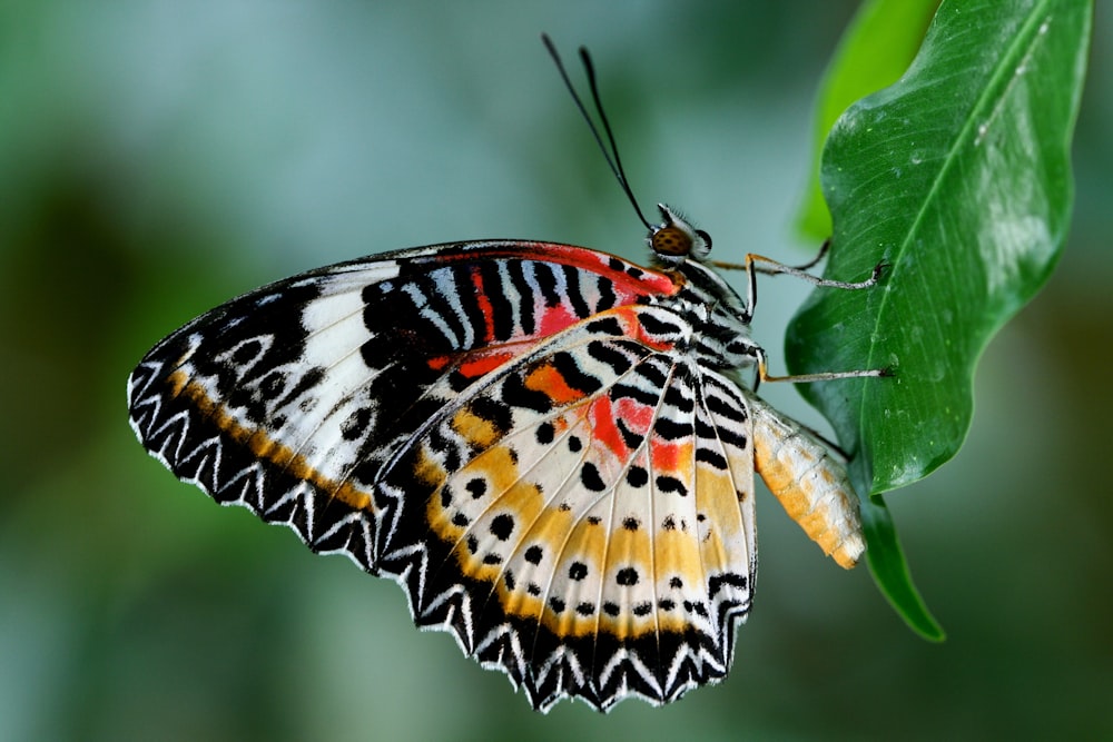 yellow black and white butterfly on green leaf