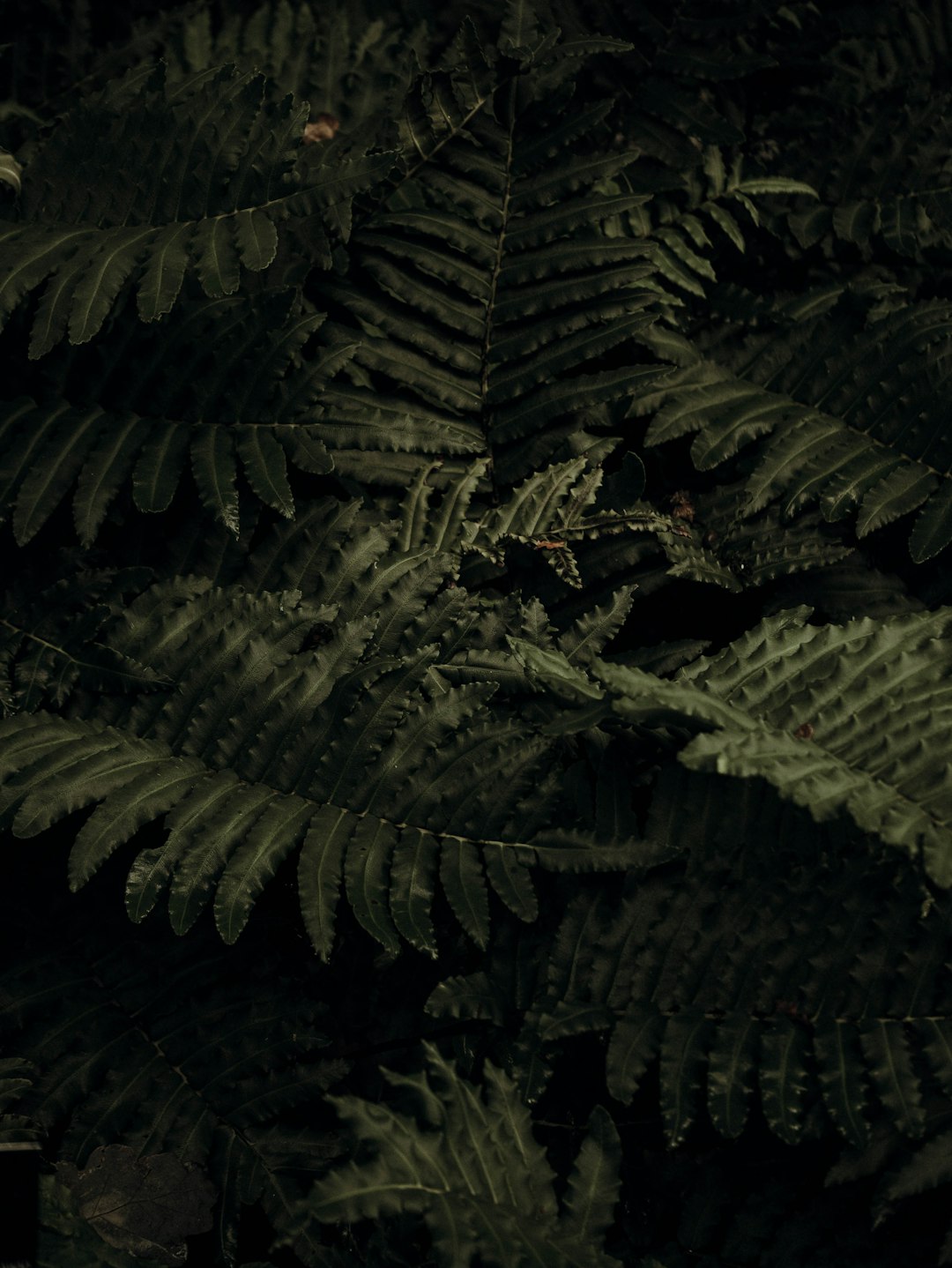 green fern plant in close up photography