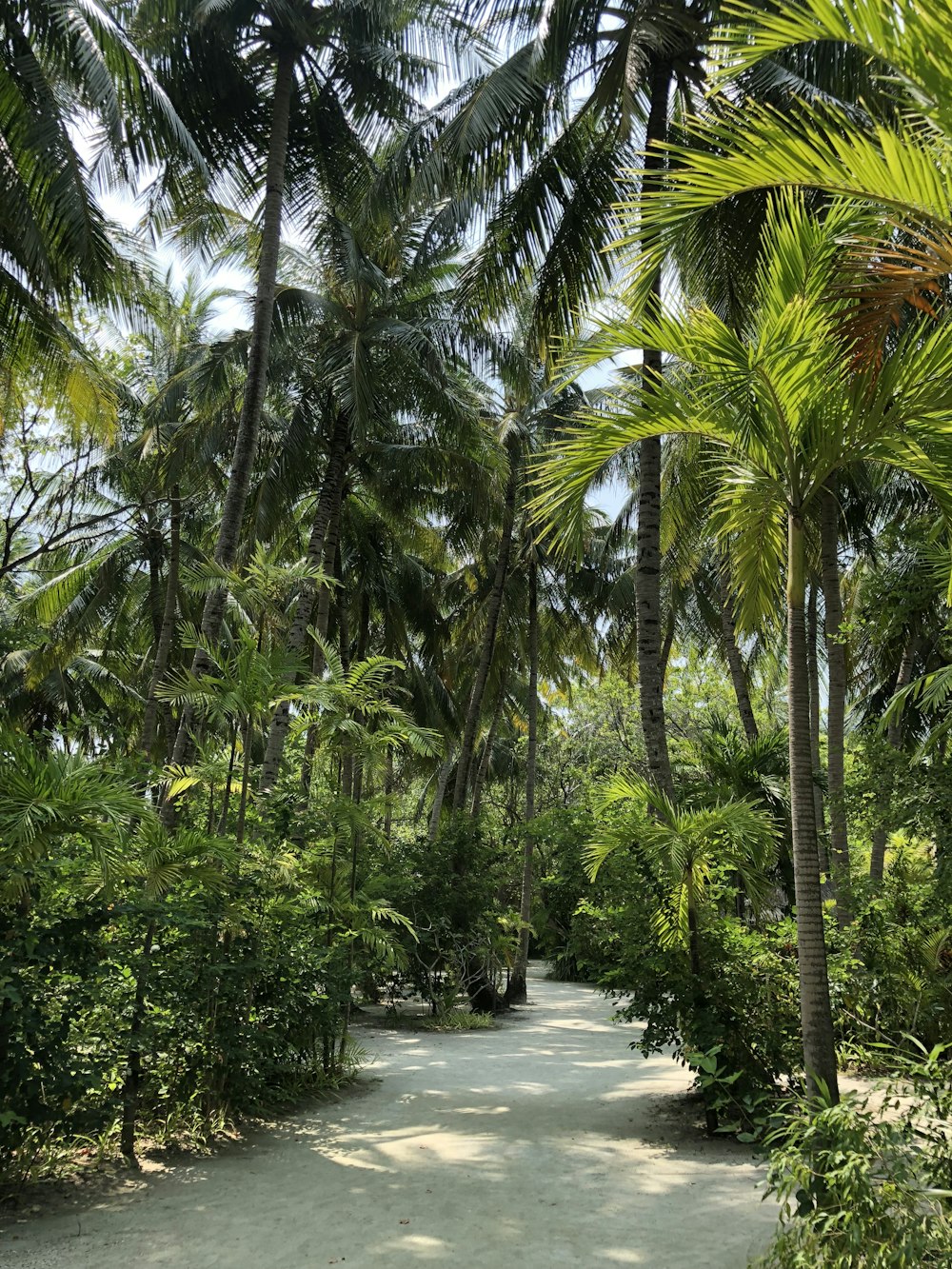Palmiers verts près du plan d’eau pendant la journée