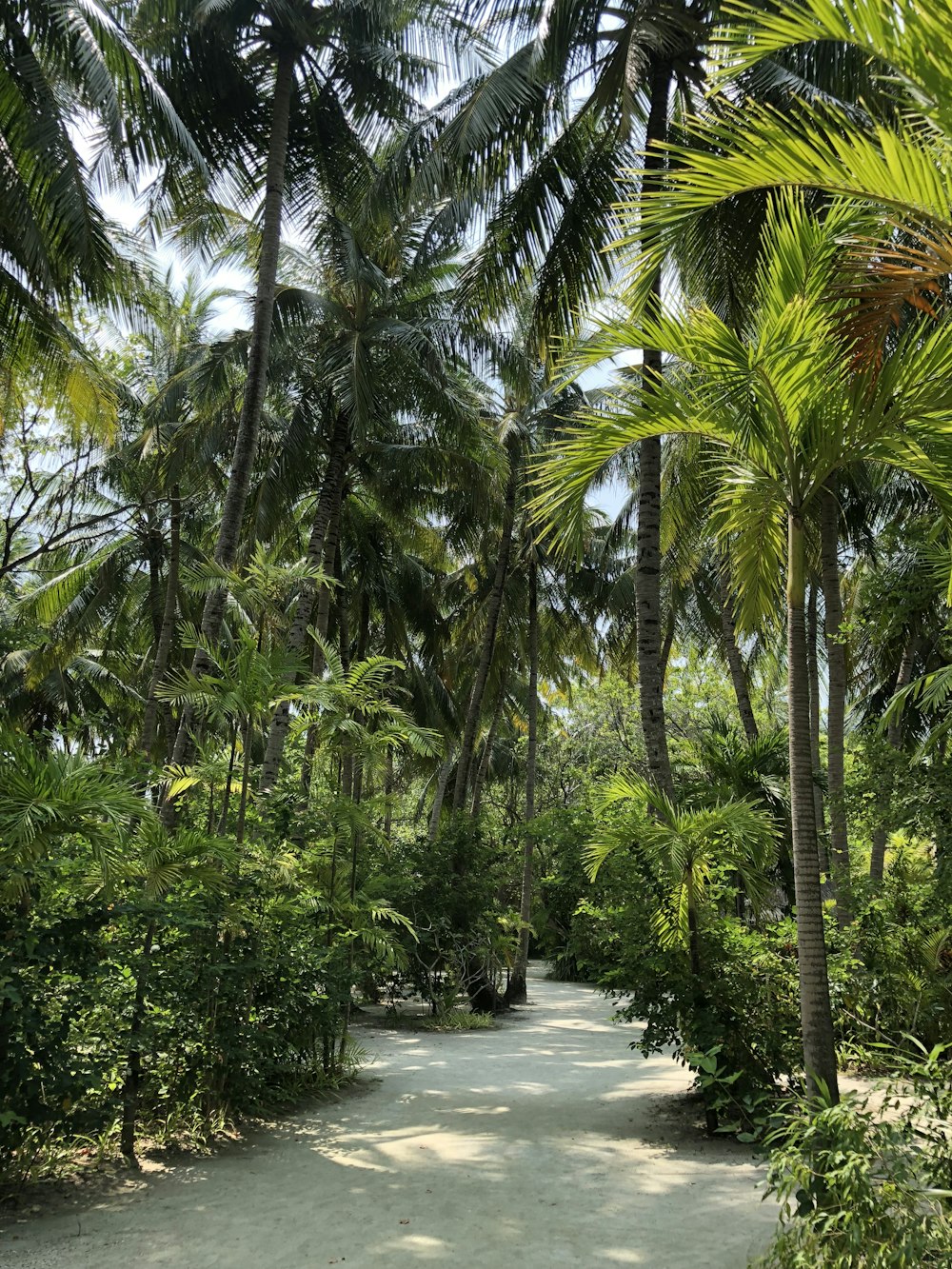 green palm trees near body of water during daytime