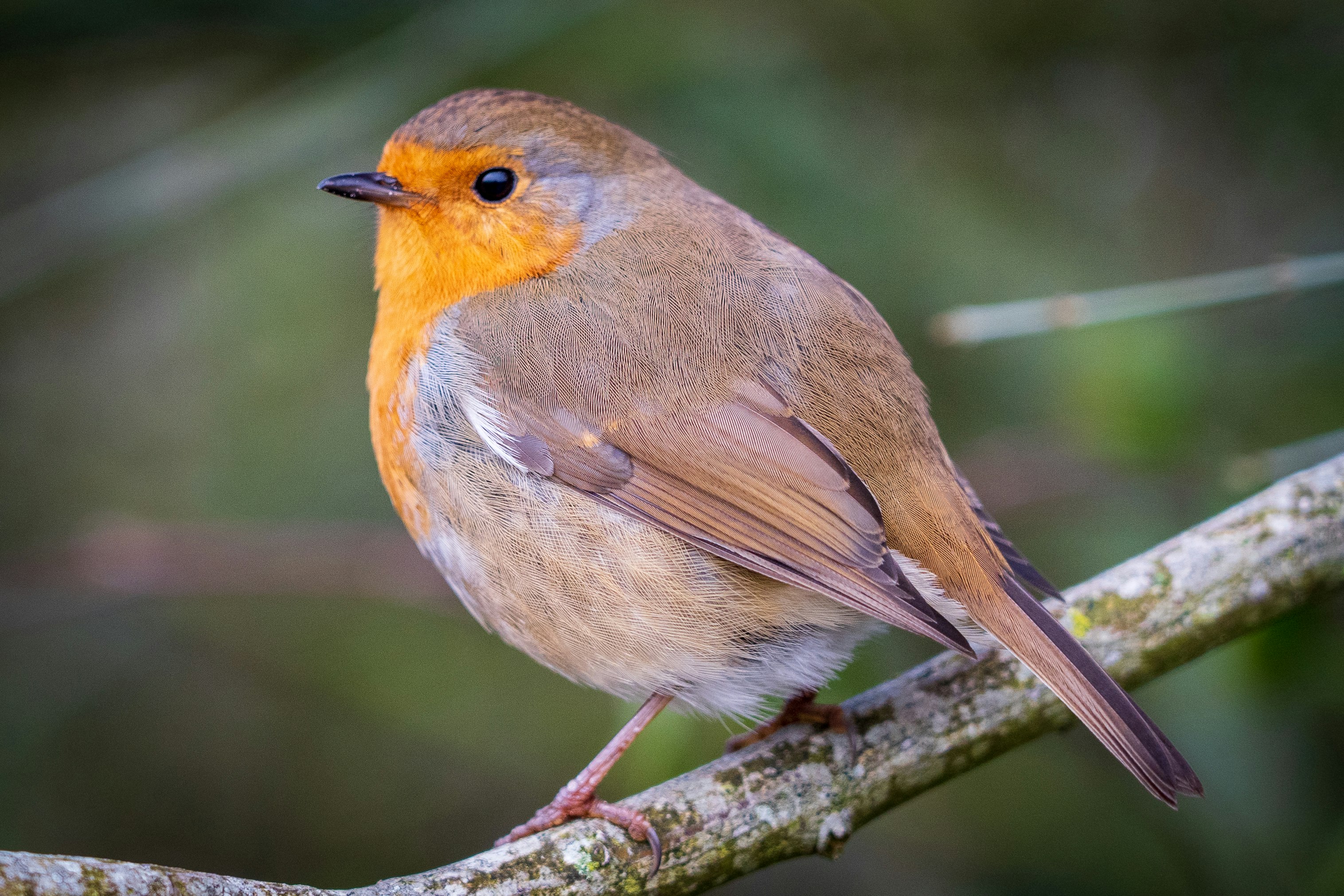 brown and orange bird on tree branch