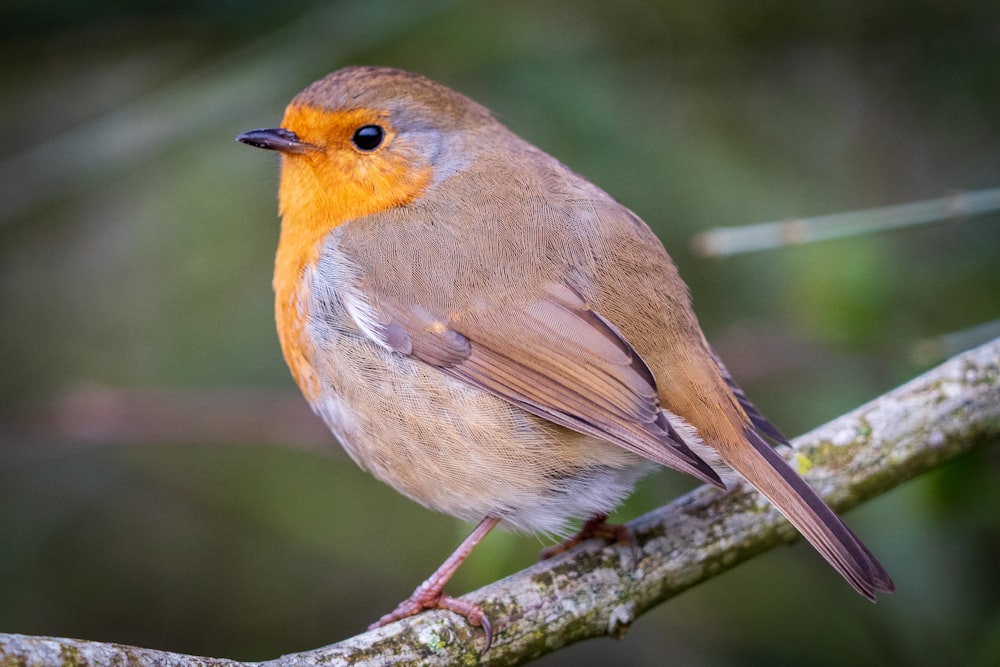 brown and orange bird on tree branch