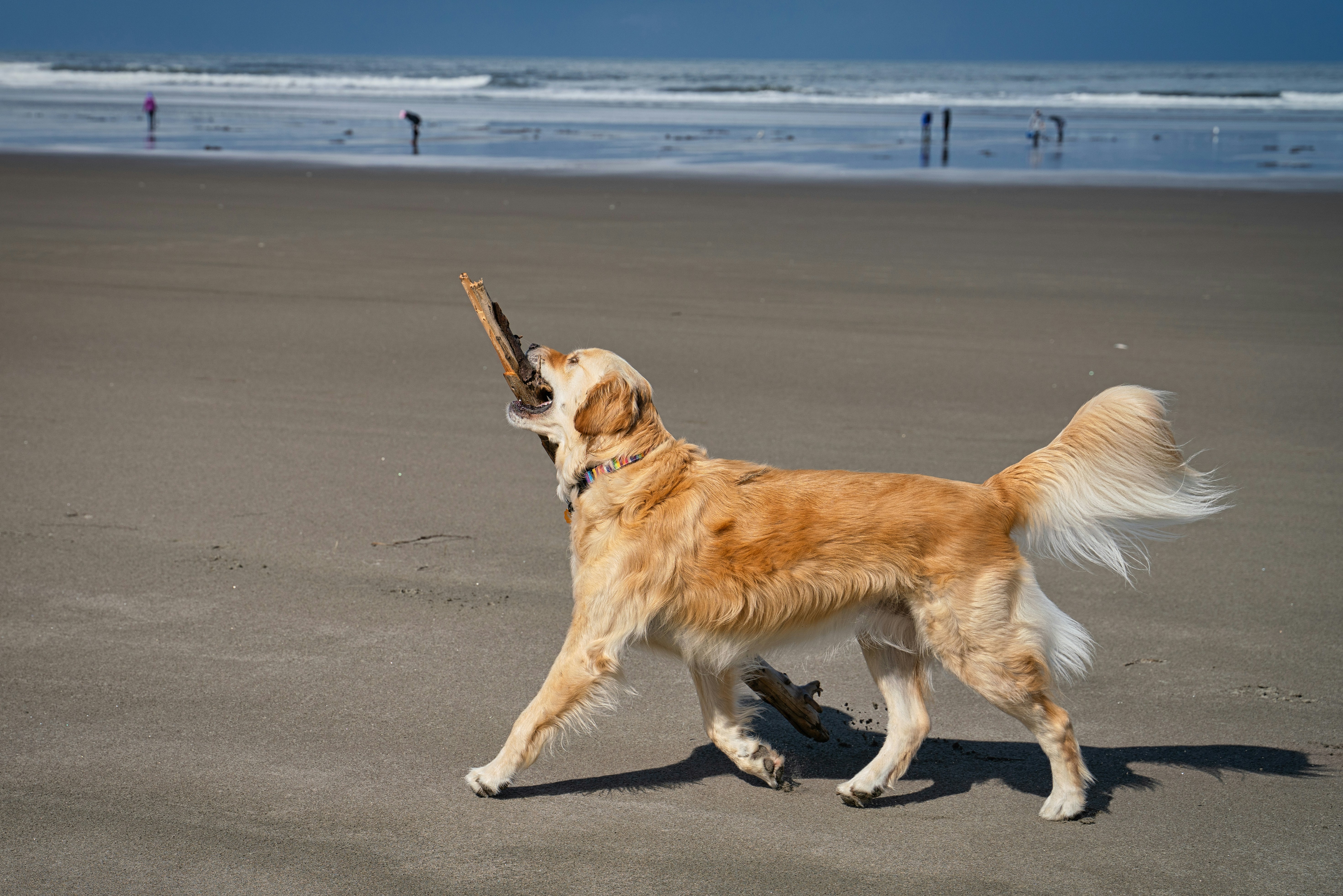 golden retriever on gray sand during daytime