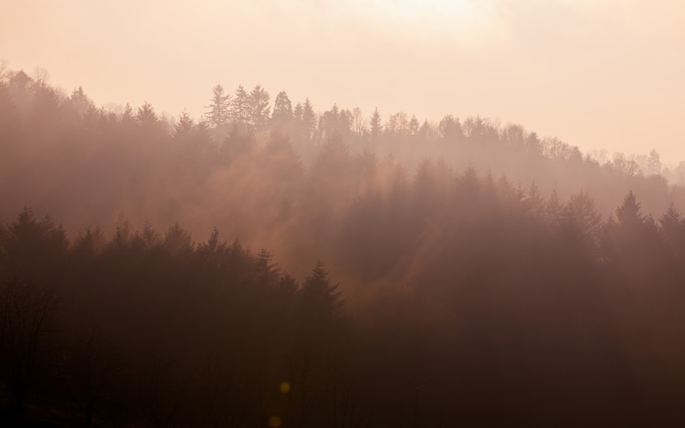 green trees covered with fog