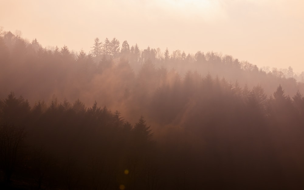 arbres verts couverts de brouillard