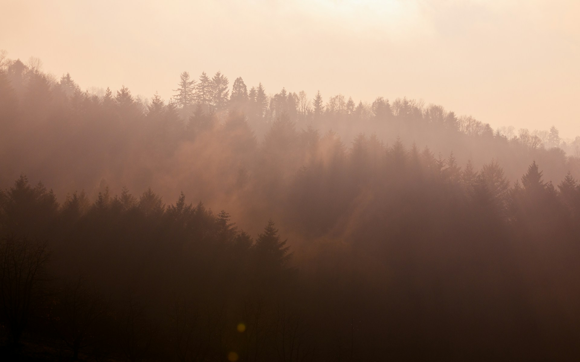 green trees covered with fog