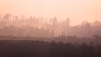 A dreamy painting of a misty forest with soft pastel colors and delicate light.
